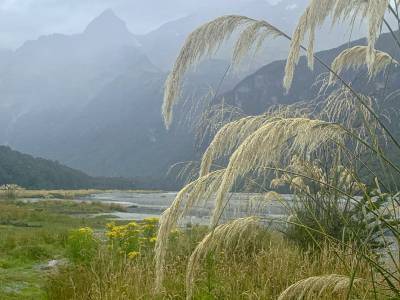 NZsu110-Dart-River Grasses