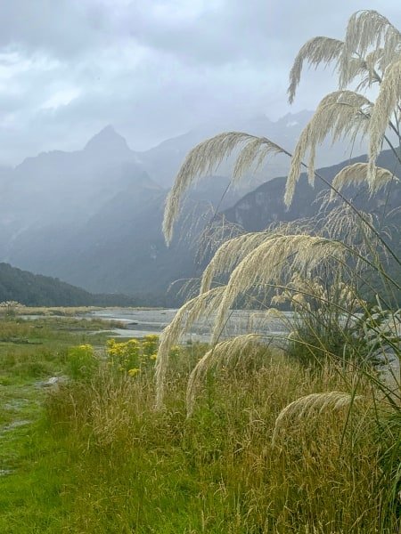 NZsu110-Dart-River Grasses