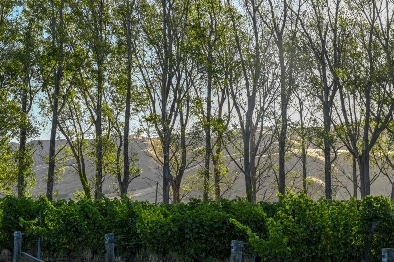 NZsu24-2019-Road-to-Ugbridge-Guest-House