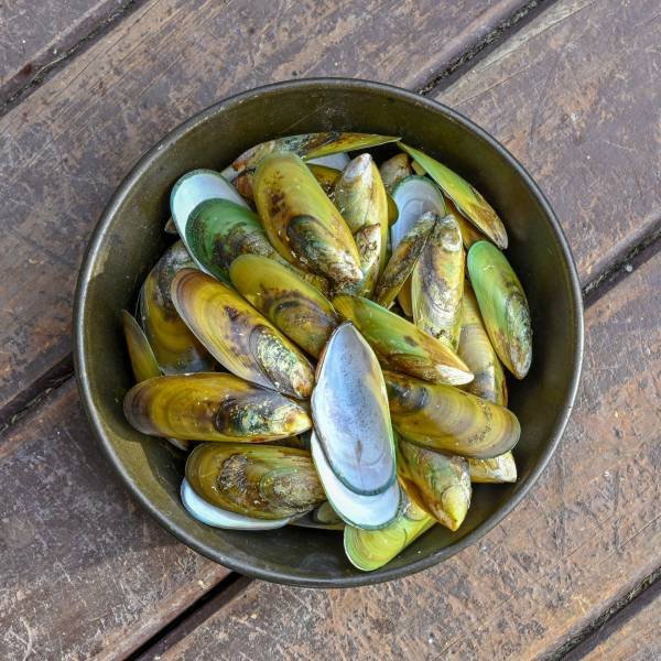 NZsu40-2019-Green-Lipped-Mussels