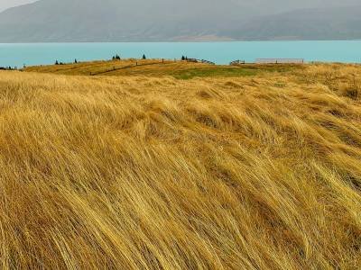 NZsu88-Sheep-Station Grasses
