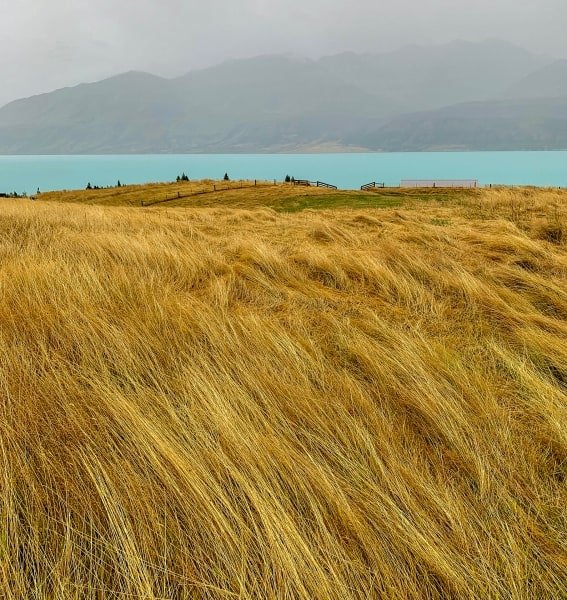 NZsu88-Sheep-Station Grasses