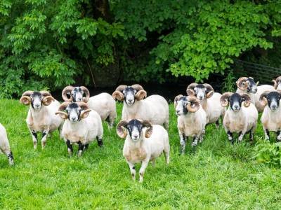 STLsu19-Melfort Sheep