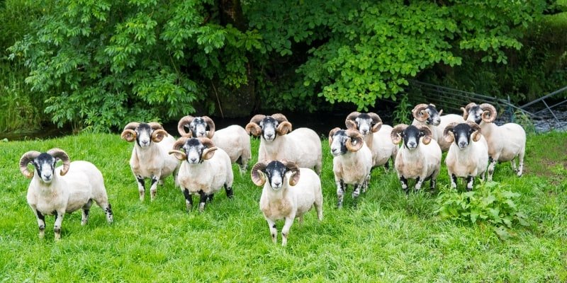 STLsu19-Melfort Sheep