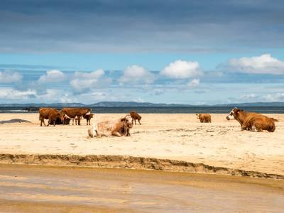STLsu32-Cows on Beach