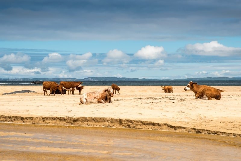 STLsu32-Cows on Beach