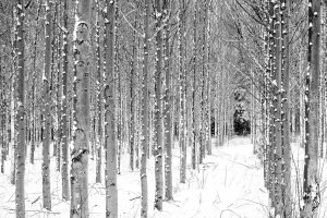 CANw10-Lined-up-Trees