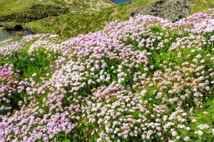 IRsp50-2022-Sea-Pinks-Cliff-of-Moher-Ireland