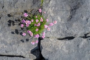 IRsp59-2022-Sea-Pink-Doolin-Beach-Ireland