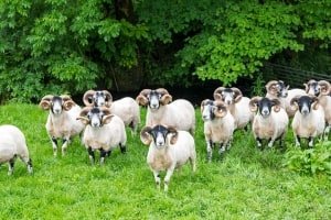 STLsu19-Melfort Sheep