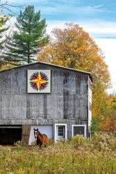 QuiltPH7-Morgan-Silver-Chicken-Barn-with-horse2-Phillips-wk_DSC2555-sized QuiltPH7-Morgan-Silver-Chicken-Barn-with-horse2-Phillips-wk_DSC2555-sized