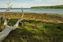 BPsu24 Driftwood overlooking Brewster Point