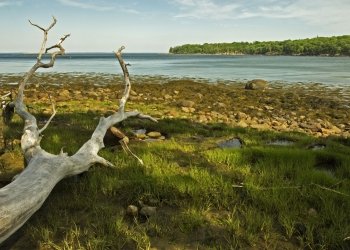 BPsu24 Driftwood overlooking Brewster Point