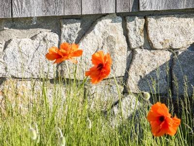 DEsp24 - Poppies
