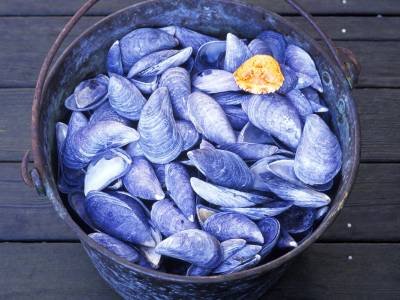 IBsp6 Mussel Shells