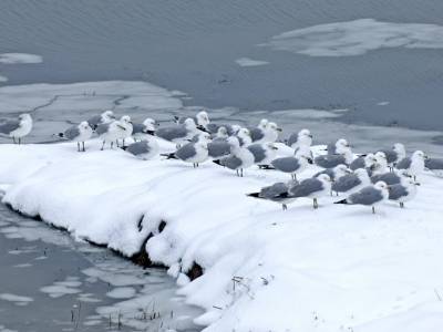 WNa31 Ringed Billed Gulls on Snow, Freeport, Maine