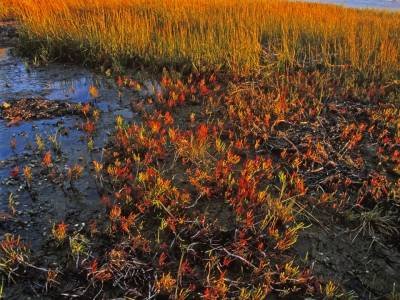 WNf1a Glasswort, Wolfes Neck, Freeport, ME