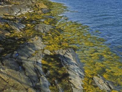 WNsu6 Googins Pass Seaweed