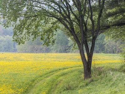 FRRDsp6-Dandelion Field with Overhanging Tree_DSC6452-crop-working.jpg