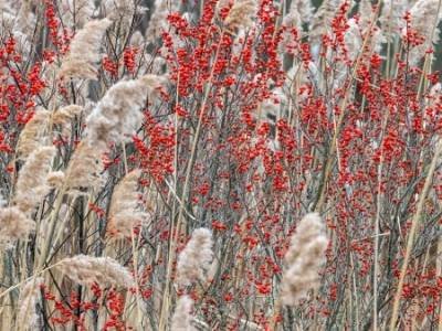 HWf27-Winter-Berries-and-Phragmites