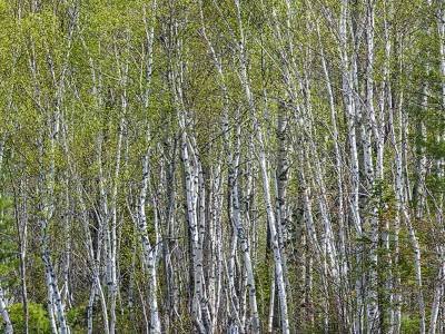 MHTspp10 Birch Forest at Lake Edge Panoramic
