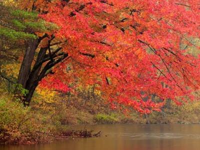 SLf201-Red-Tree-over-Gilman-Stream - vertical image