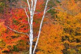SLf251 Carrabassett Foliage-White Birch