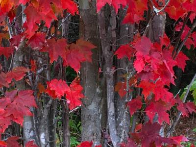 SLf443 Red Leaves-East Kennebago Mountain