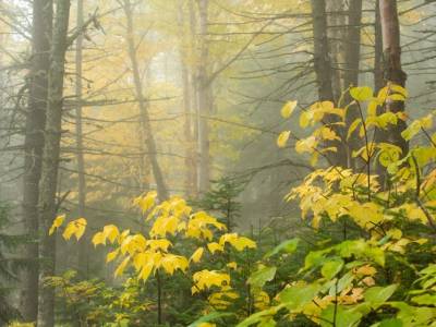 SLf455-Sunlight-Through-Foggy-Woods-Mt-Abraham-Hike Kingfield, Maine