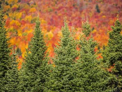 SLf470 Spruce Line with Fall Foliage background