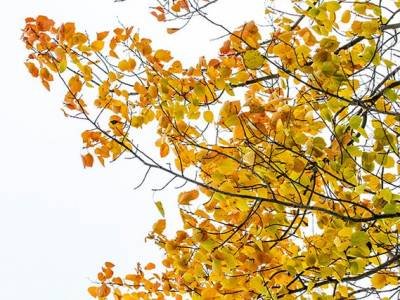 SLf475 Yellow Leaves