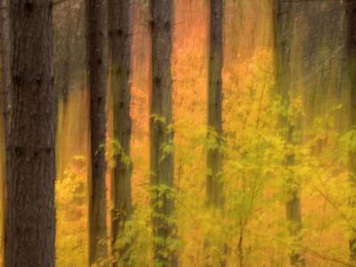 SLf482 Tim Pond Road-Pine Trunks-Yellow Foliage