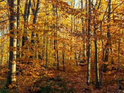 SLf551-Gold-Woods
