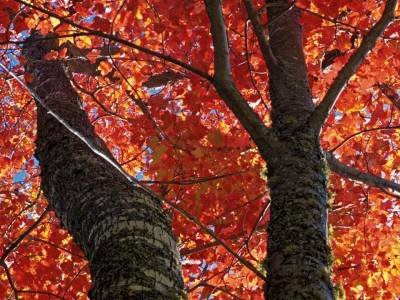 SLf65 Maple Foliage