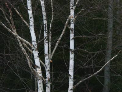 SLsp12 Birch