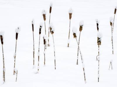SLw446-Fifteen Cat Tails in Snow-North New Portland