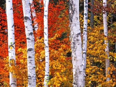 WMf1 Birch and Red Maple