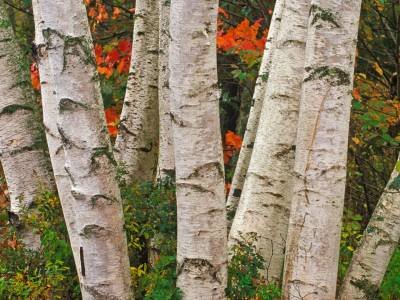 WNf33 Grey Birch