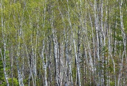 MHTspp10 Birch Forest at Lake Edge Panoramic