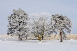 NEBf3-2020-Frosty-Trees