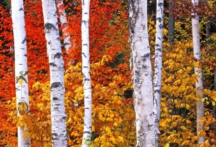 WMf1 Birch and Red Maple