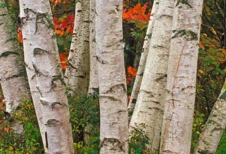 WNf33 Grey Birch