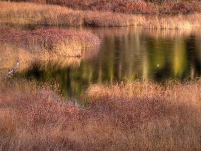 MHTf78. Bog on Long Falls Dam Road