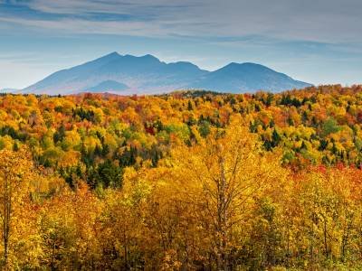 SLf472 Tim PR-Bigelow Isolated with foreground foliage