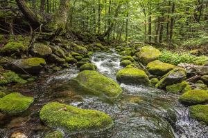 KFsu44a-Norton-Brook, Kingfield, Maine