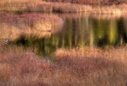MHTf78. Bog on Long Falls Dam Road