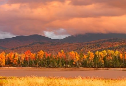 SLf150 Flagstaff Foliage