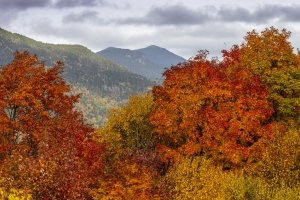 SLf637-Bigelow-Horns-from-Hedgehog-Hill