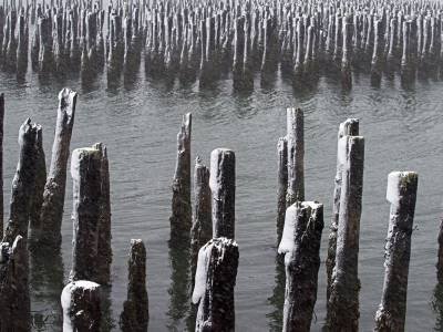 POw19-Old Pilings, Portland Harbor