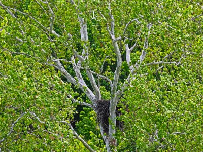 Eagles-Nest-Chesapeake-Bay-Maryland-DSC_0036